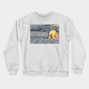 Polar Bear Walking in Footprints, Churchill, Canada Crewneck Sweatshirt